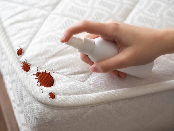 Best Insect Control  in Boonton, NJ